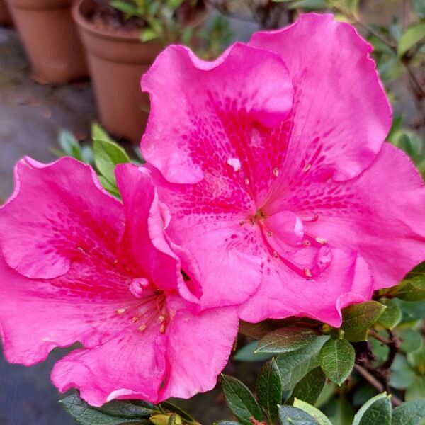 Azalia 'Magnifica'