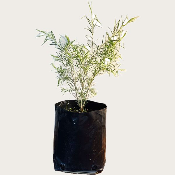 Melaleuca alternifolia Tea Tree plant for sale online couriered nationwide South Africa