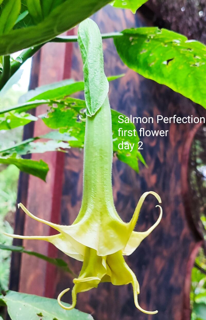 Brugmansia Angel Salmon Perfection