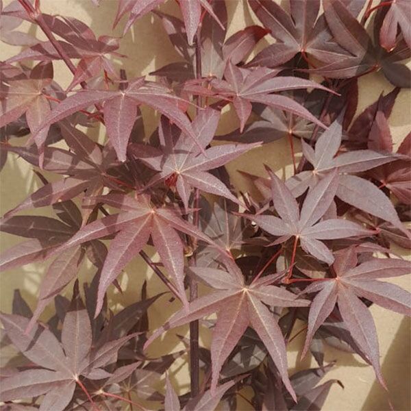 Japanese Acer Moon Fire for sale in South Africa Keurbos