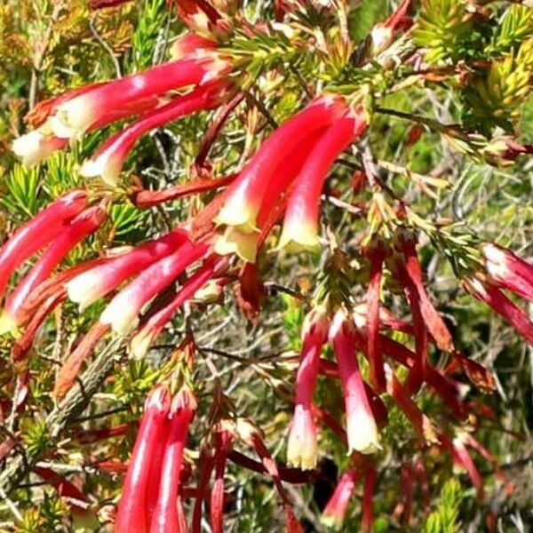 Erica versicolor