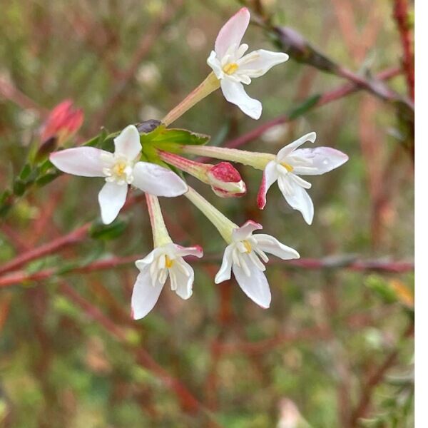 Gnidia pinifolia