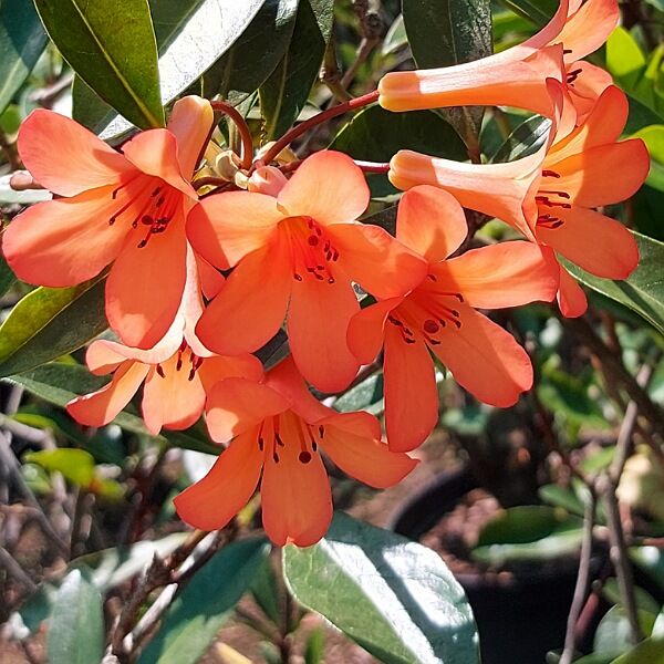 weisser rhododendron Jetzt Rhododendron INKARHO ® Dufthecke weiß online kaufen bei Bohlken  Pflanzenversand – Bohlken Pflanzenversand GbR main image 0