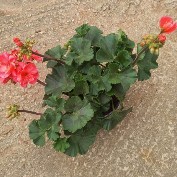 Pink pelargonium for sale online South Africa