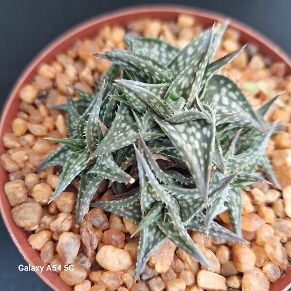 aloe vera seife fuerteventura Glycerinseife mit Aloe Vera