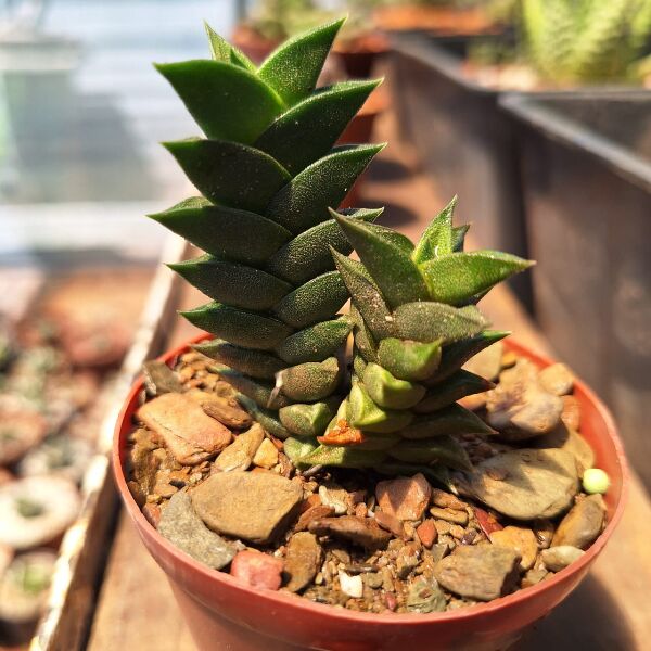 Haworthia Viscosa Calitzdorp - Image 3