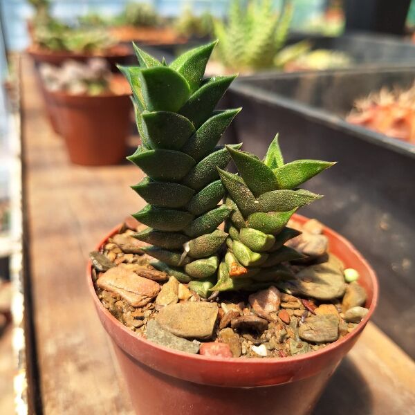 Haworthia Viscosa Calitzdorp