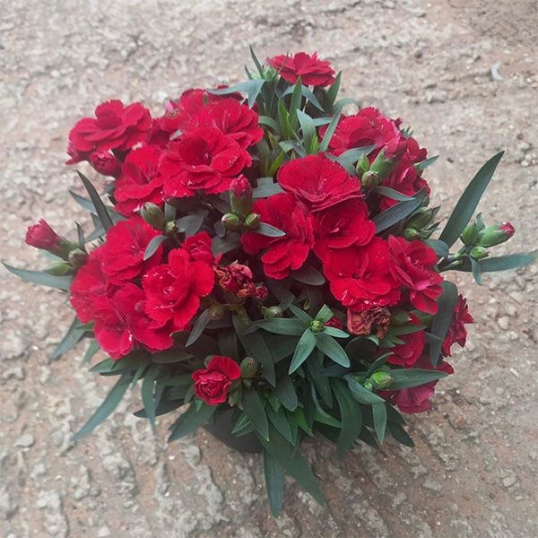Dianthus Caryophyllus for sale online couriered nationwide South Africa