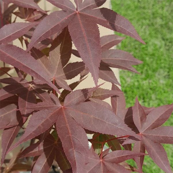 Japanese Acer G1 for sale in South Africa Keurbos