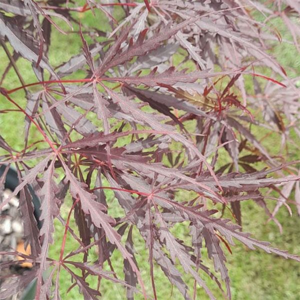 Japanese Acer Copper for sale in South Africa Keurbos