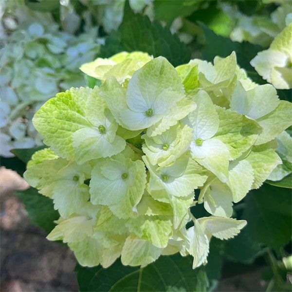 hydrangea white green flowers, for sale online couriered nationwide South Africa