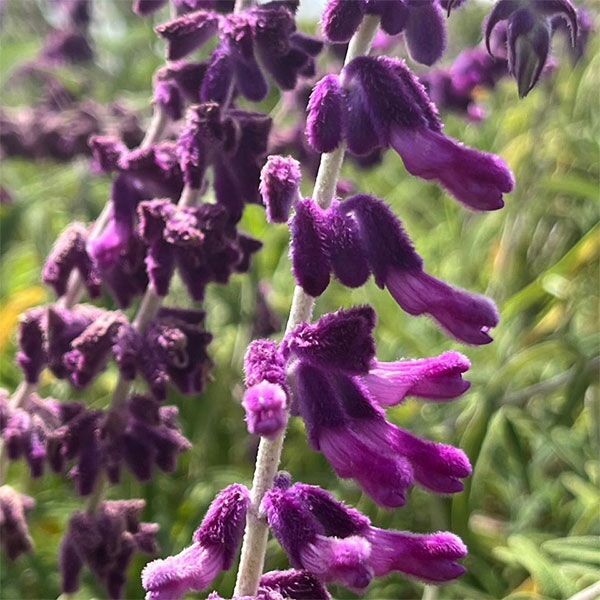Purple leucantha Mexican sage for sale, South Africa