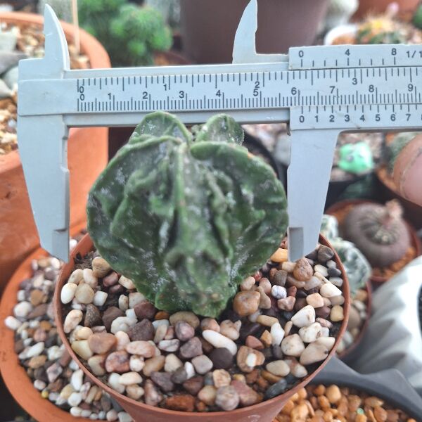 Astrophytum Myriostigma Fukuryu - Image 3