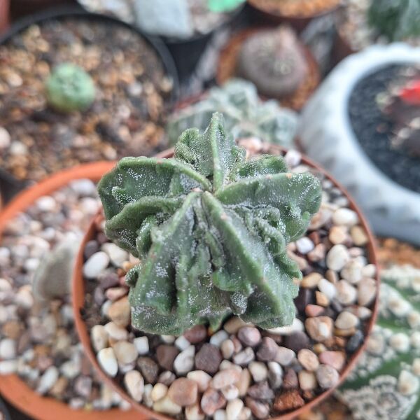 Astrophytum Myriostigma Fukuryu - Image 2