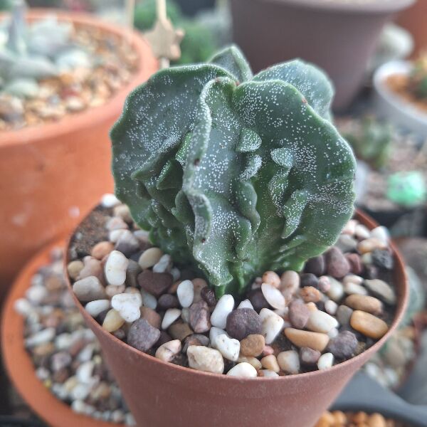 Astrophytum Myriostigma Fukuryu