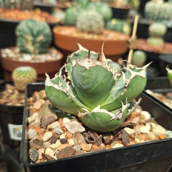 Agave Titanota Small Compacta - horti.co.za shop