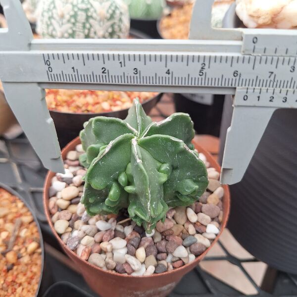 Astrophytum Myriostigma Fukuryu Nudum - Image 4