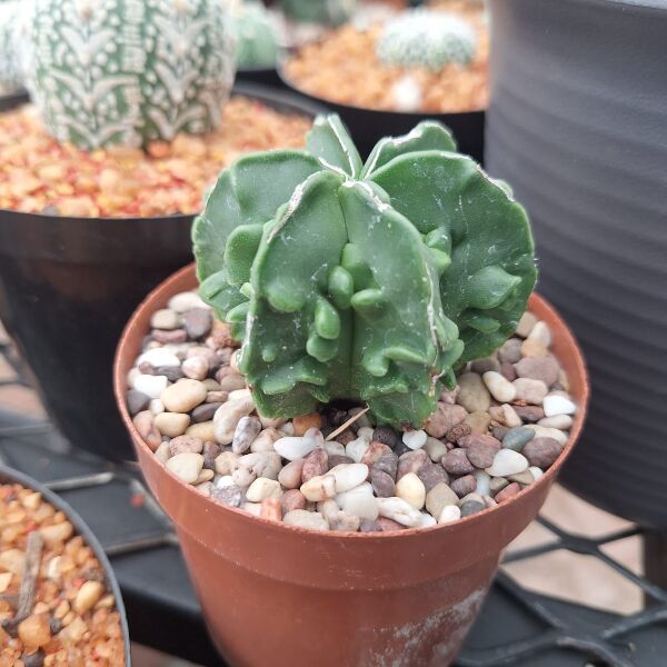 Astrophytum Myriostigma Fukuryu Nudum - Image 3