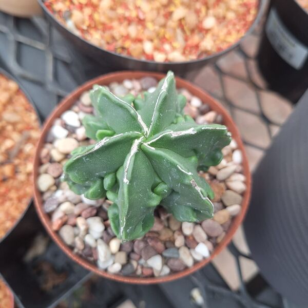 Astrophytum Myriostigma Fukuryu Nudum - Image 2