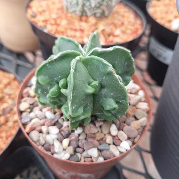 Astrophytum Myriostigma Nudum
