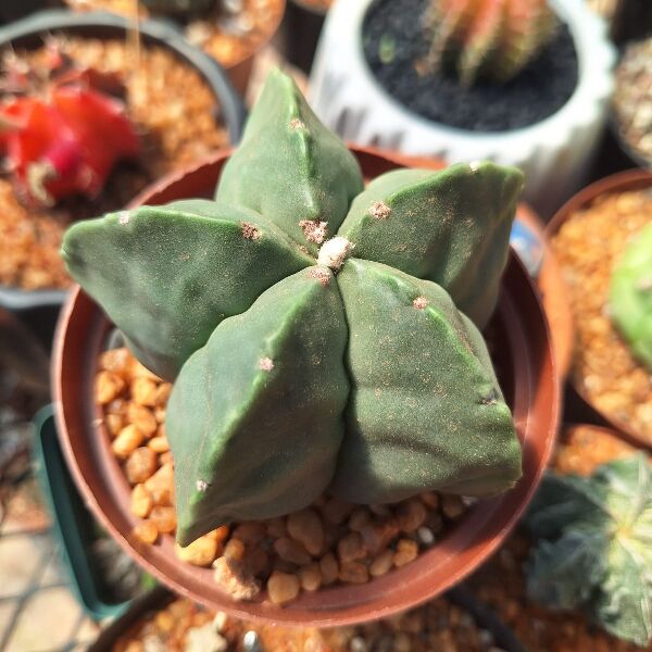 Astrophytum Myriostigma Nudum