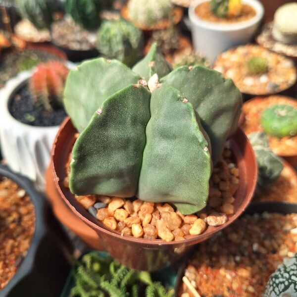 Astrophytum Myriostigma Nudum 5 RIB - Image 2
