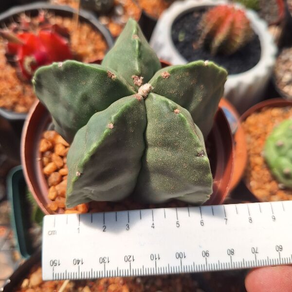 Astrophytum Myriostigma Nudum 5 RIB - Image 3