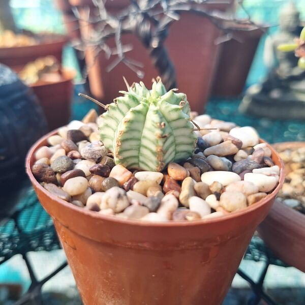 Euphorbia Pulvinata