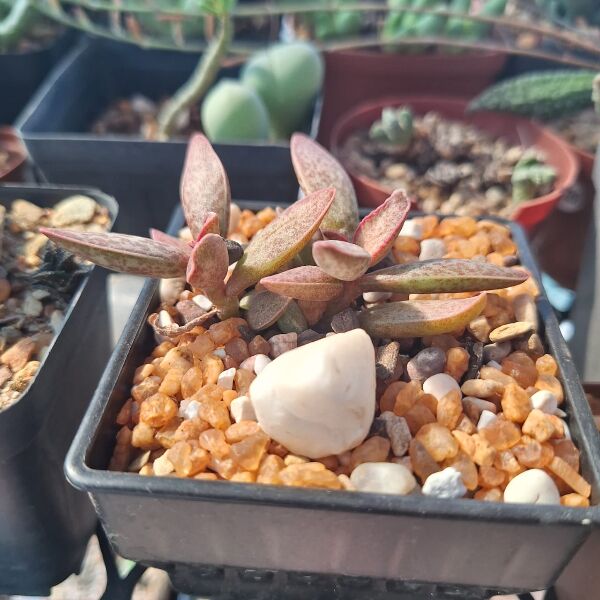 Adromischus Marianiae "Clanwilliam" - Image 3