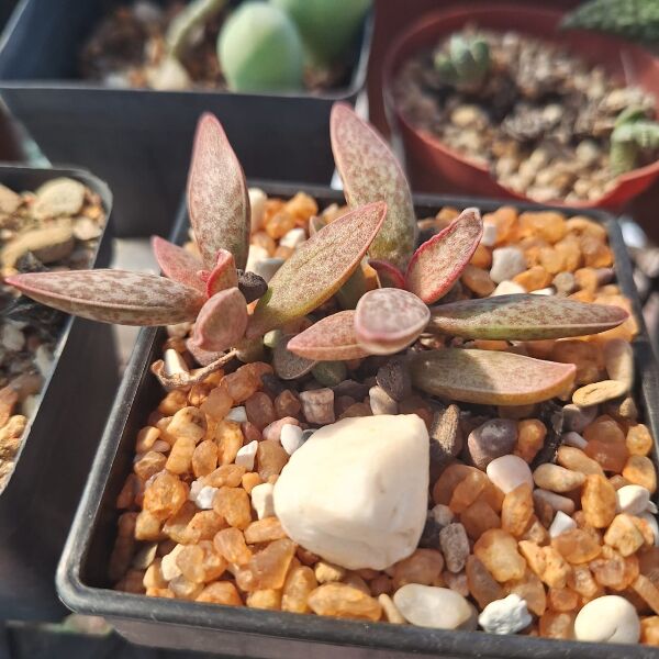 Adromischus Marianiae "Clanwilliam" - Image 2