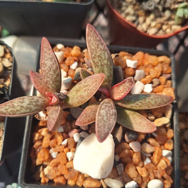 Adromischus Marianiae "Clanwilliam"
