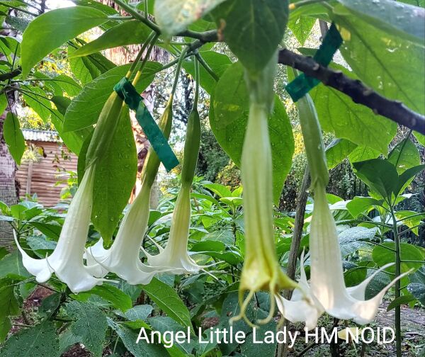 Brugmansia Angel Little Lady - Image 3