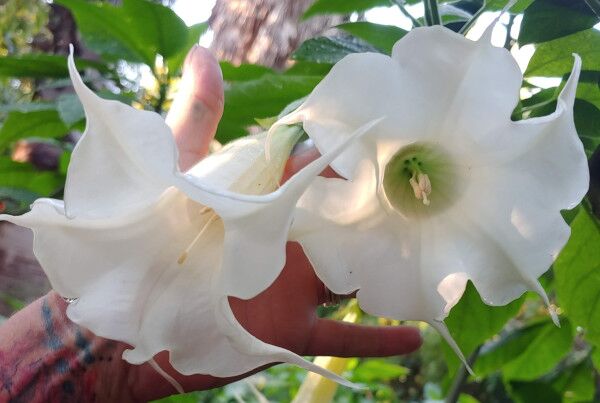 Brugmansia Angel Little Lady - Image 2