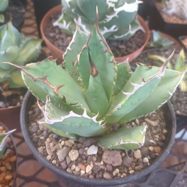 Agave Titanota Red Catweazle - horti.co.za shop