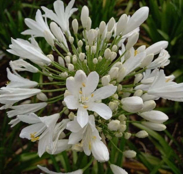 Agapanthus Mount Superior white. For sale in South Africa, couriered nationwide
