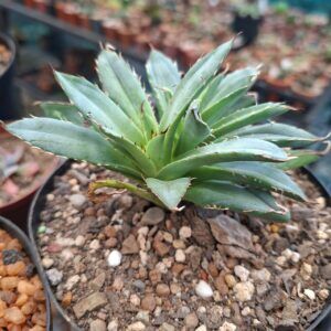 The Agave victoriae-reginae 'Sun King' is a rare and distinguished