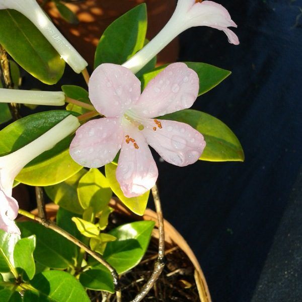 Rhododendron - Vireya 'Pink ray'
