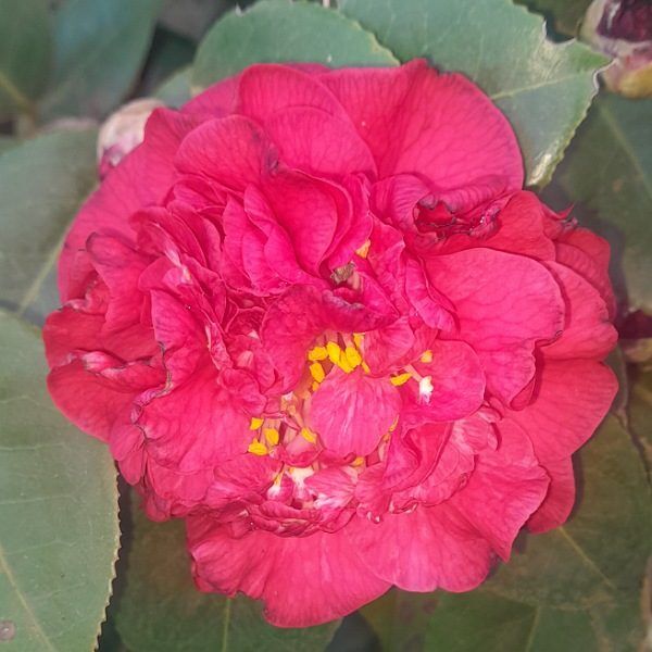 Camellia japonica fire falls South Africa