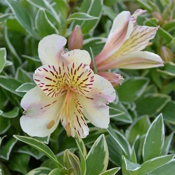 Alstromeria variegated Colorita Fabiana plant for sale South Africa