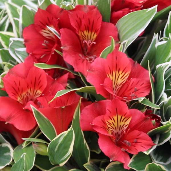 Red variegated altromeria plant for sale online South Africa