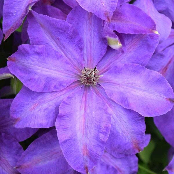 Clematis Elsa Spath plant for sale South Africa, couriered nationwide.