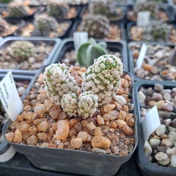 Mammallaria Theressiae