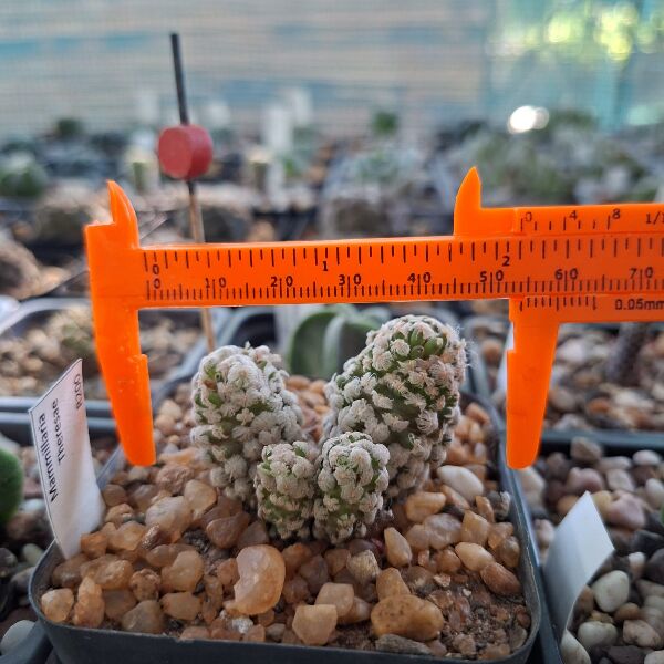 Mammallaria Theresae - Image 2