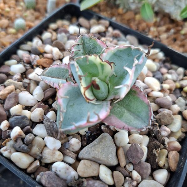 Agave Titanota Blue Diamond - horti.co.za shop