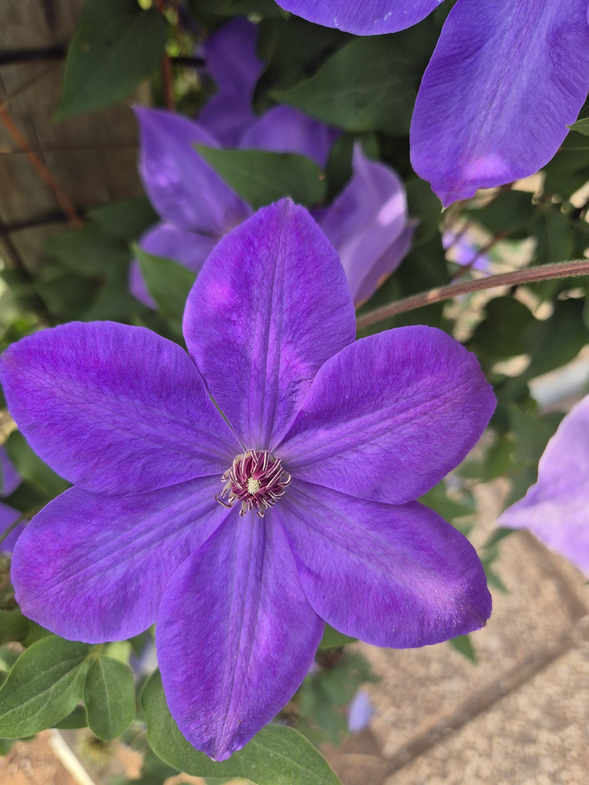 Clematis Starter Pack 6 plants - Image 2