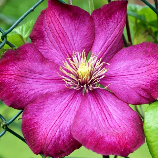 Clematis Starter Pack 6 plants - Image 6