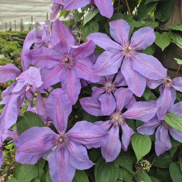 Clematis Starter Pack 6 plants for sale online South Africa couriered nationwide