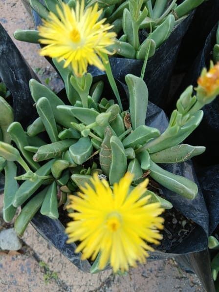 Bergeranthus multiceps for sale online South Africa