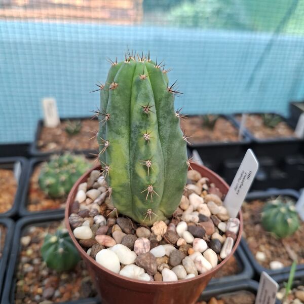San Pedro Variegated (Echinopsis pachanoi variegata) - Image 2