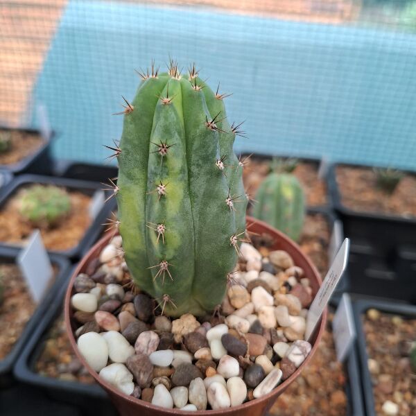 San Pedro Variegated (Echinopsis pachanoi variegata)